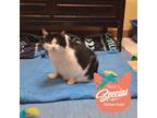 Adopt Pansy a Domestic Short Hair