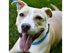 Adopt Latte a Mixed Breed, Pit Bull Terrier