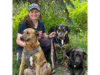 Experienced & Reliable Pet Sitter in Hayden, Idaho - $35 Daily.