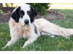 Adopt Loretta a Great Pyrenees, Mixed Breed