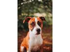 Adopt 73269A Lady a American Staffordshire Terrier, Mixed Breed
