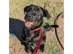 Adopt Chai a Black Labrador Retriever