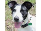 Adopt Cleo a Pointer