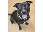 Adopt Wendy a Pit Bull Terrier, Mixed Breed