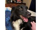 Adopt Chelsea a Australian Shepherd