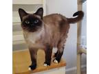 Adopt Clara a Domestic Short Hair, Siamese