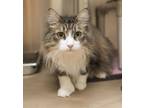 Adopt Celeste a Domestic Long Hair, Norwegian Forest Cat