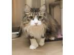 Adopt Sigrid a Domestic Long Hair, Norwegian Forest Cat