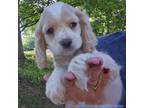 Cocker Spaniel Puppy for sale in New Philadelphia, OH, USA