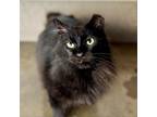 Adopt Opal a Domestic Long Hair