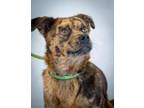 Adopt Sherry a Catahoula Leopard Dog, Mixed Breed