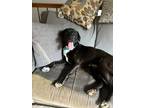 Adopt Lady Bug a Labrador Retriever, Mixed Breed