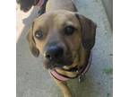 Adopt Ellie a Mixed Breed