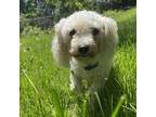 Adopt Bumblebee a Poodle, Mixed Breed