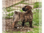Cao Fila de São Miguel PUPPY FOR SALE ADN-787395 - Beautiful Healthy Puppies