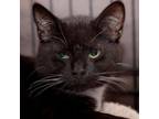 Adopt Stymie a Domestic Short Hair