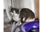 Adopt Chicky a Domestic Short Hair