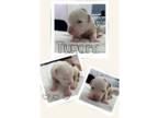 American Bulldog PUPPY FOR SALE ADN-787268 - American Bulldog Johnson