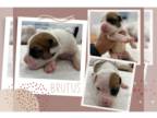 American Bulldog PUPPY FOR SALE ADN-787273 - American Bulldog Johnson