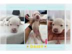 American Bulldog PUPPY FOR SALE ADN-787276 - American Bulldog Johnson