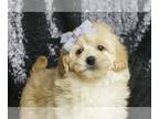 ShihPoo PUPPY FOR SALE ADN-787283 - Isabella F1B Shihpoo