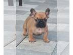 French Bulldog PUPPY FOR SALE ADN-787286 - French bulldog