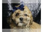 ShihPoo PUPPY FOR SALE ADN-787287 - Ad 1 Adorable Shipoo