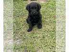 Labradoodle PUPPY FOR SALE ADN-787299 - F1 labradoodle Black Female