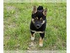 Shiba Inu PUPPY FOR SALE ADN-787308 - Shiba Inu puppy for sale