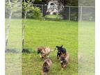 German Shepherd Dog PUPPY FOR SALE ADN-787309 - 11 Week Old Puppies