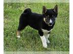 Shiba Inu PUPPY FOR SALE ADN-787310 - Shiba Inu puppy for sale