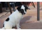 Adopt Shamalli a Australian Cattle Dog / Blue Heeler