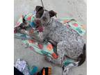 Adopt Bonjamina a Australian Cattle Dog / Blue Heeler