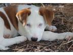 Adopt Tantriss a Australian Cattle Dog / Blue Heeler