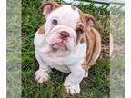Bulldog PUPPY FOR SALE ADN-787359 - Buttercup of Hayden Homestead x Hurst Bulls