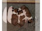 Boxer PUPPY FOR SALE ADN-787373 - AKC REGISTERED BOXER PUPPIES
