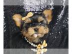 Morkie PUPPY FOR SALE ADN-787374 - Seabreeze F1 Morkie