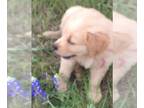 Golden Retriever PUPPY FOR SALE ADN-787378 - Only three beautiful Female AKC