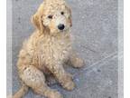 Poodle (Standard) PUPPY FOR SALE ADN-787383 - Small Standard Poodle Angel