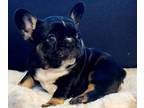 French Bulldog PUPPY FOR SALE ADN-787387 - Black Tan French Bulldog