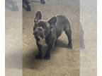 French Bulldog PUPPY FOR SALE ADN-787391 - AKC Male Frenchie