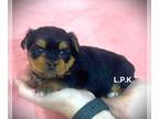 Yorkshire Terrier PUPPY FOR SALE ADN-787409 - Beautiful Female Yorkie