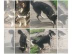 German Shepherd Dog-Siberian Husky Mix PUPPY FOR SALE ADN-787436 - Sweet Jett