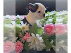 Boston Terrier PUPPY FOR SALE ADN-787446 - 1 beautiful female Boston available
