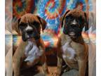 Boxer PUPPY FOR SALE ADN-787448 - Beautiful Boxer Pups