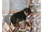 Rottweiler PUPPY FOR SALE ADN-787452 - UKC Registered Rottweiler Male