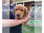 Golden Retriever PUPPY FOR SALE ADN-787454 - Golden Retriever Puppies in