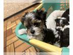 Yorkshire Terrier PUPPY FOR SALE ADN-787456 - Parti Yorkie Puppies