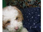 Poodle (Miniature) PUPPY FOR SALE ADN-787461 - Miniature Poodle