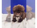 Shih Tzu PUPPY FOR SALE ADN-787464 - Campbell